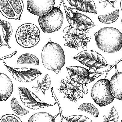 Citrus fruit seamless pattern. Lime fruit classic style sketches. Botanical background. Exotic plants and flowers texture. Hand drawn vector illustration. NOT AI generated
